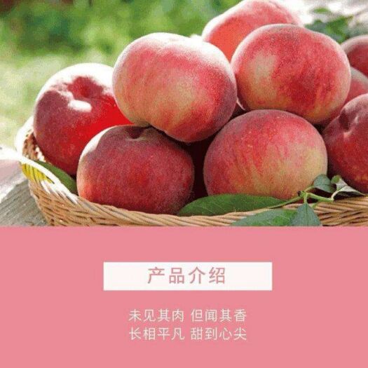 原阳县 黄河滩区沙土蜜桃郑州以内关注免费试吃
