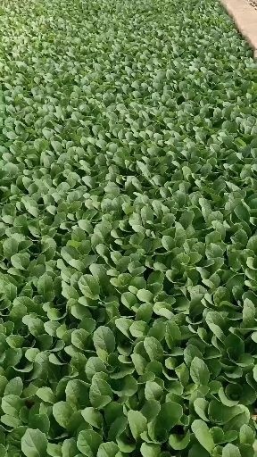 通海县白菜苗 小铁头白菜 我苗厂有大白莱苗铁头苗绍菜苗青花苗娃娃菜苗香笋苗品种多价格优