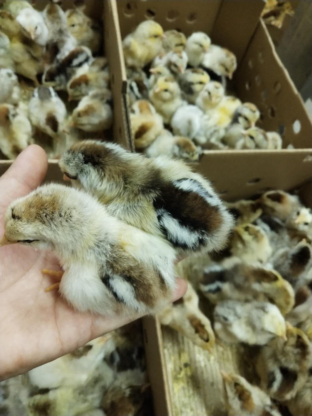  彩凤鸡苗