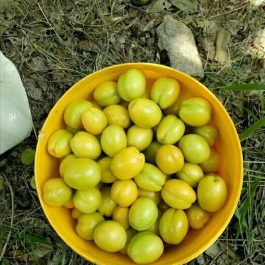 新泰市 珍珠油杏。凯特。金太阳。杏梅
