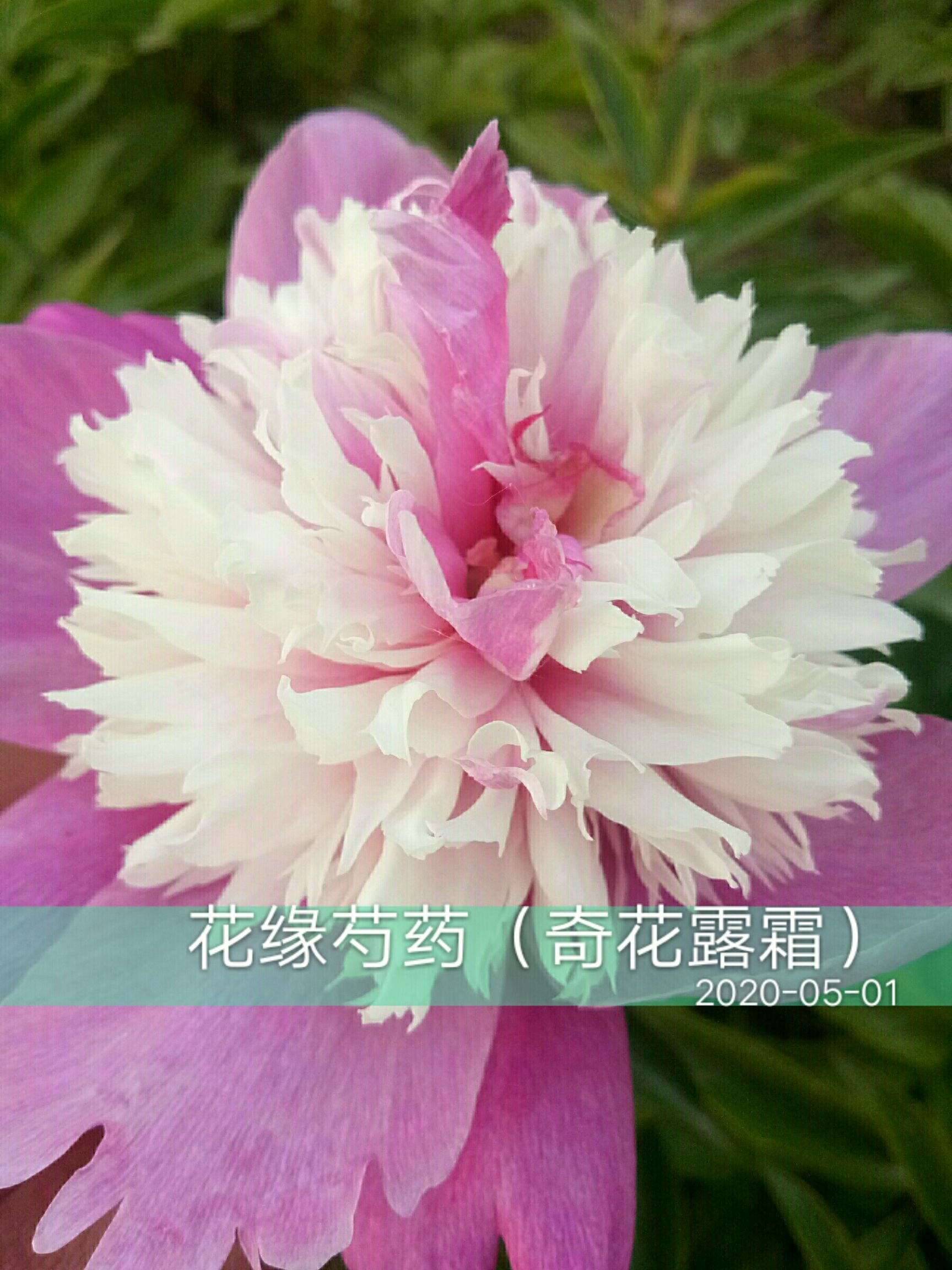 观赏芍药:中秋粉,鲜切花品种