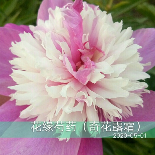 菏泽 观赏芍药：奇花露霜