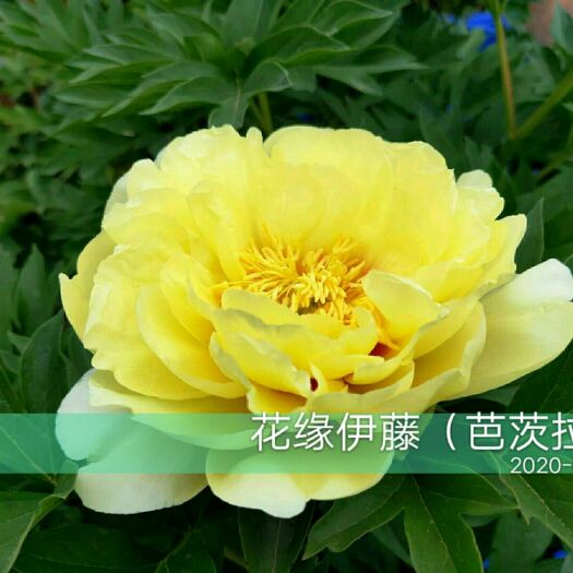 菏泽观赏牡丹 伊藤系列：芭茨拉，可做鲜切花品种