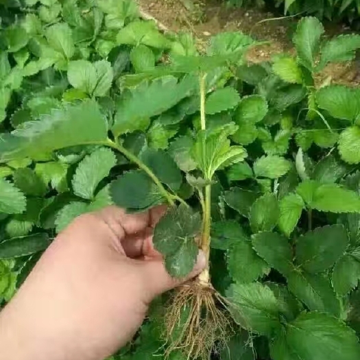 泰安入口即化的草莓苗
