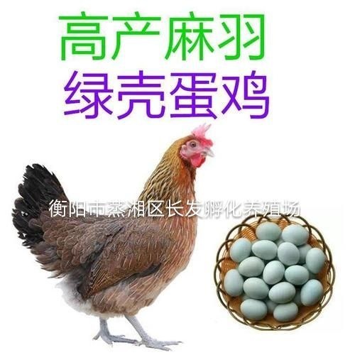 衡阳黄麻羽绿壳蛋鸡苗，包做疫苗 技术指导免费服务，
全国包邮，