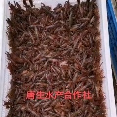 洪湖市龙虾苗  大量出售优质虾苗！！！！！