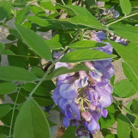 临沂 紫藤