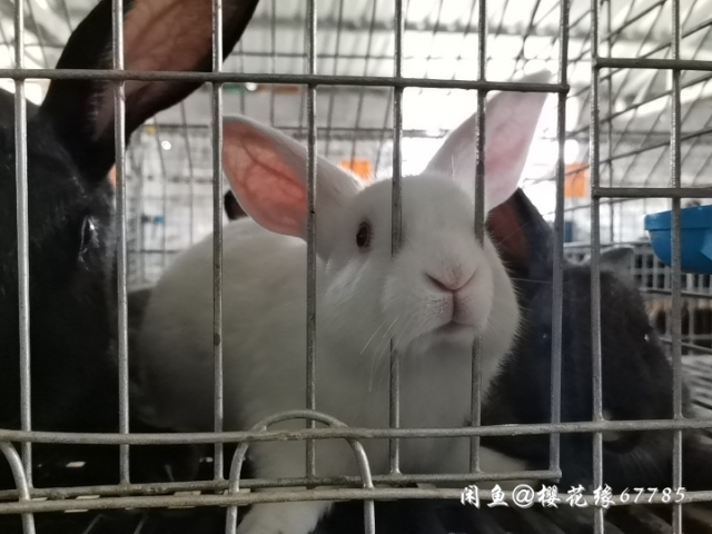 利川市本兔场主要养殖伊拉和比利时肉兔，都自己做饲料喂的，营养健康。