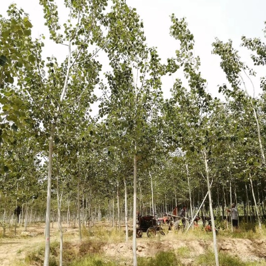 冠县 山东毛白杨基地出售6-12公分毛白杨