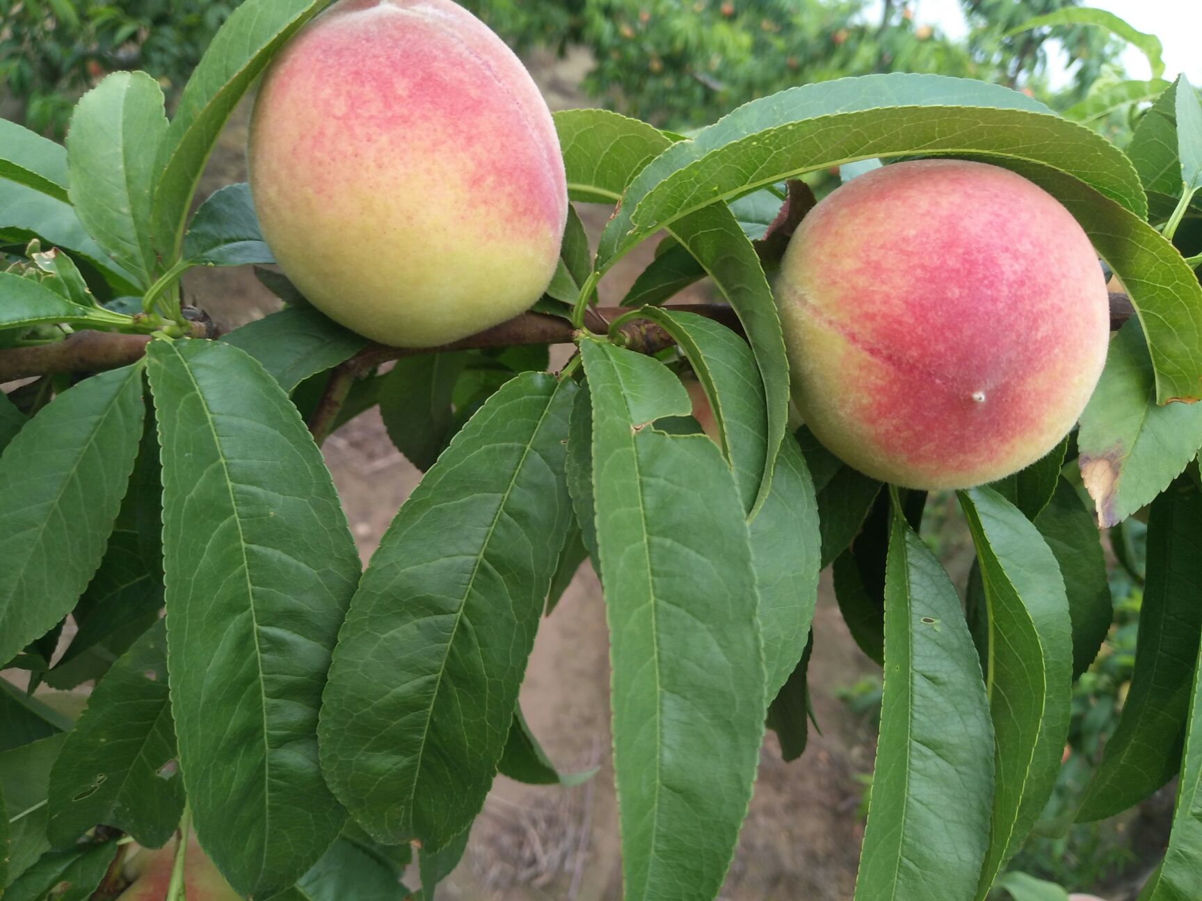 紅桃 桃子大量供應(yīng)，物美價廉，產(chǎn)地供應(yīng)鏈接，低價供應(yīng)