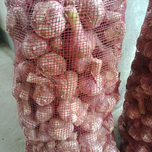 商河县红皮蒜  商河大青稞品种，鲜大蒜