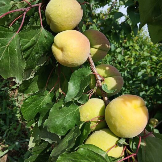 大荔县 凯特杏