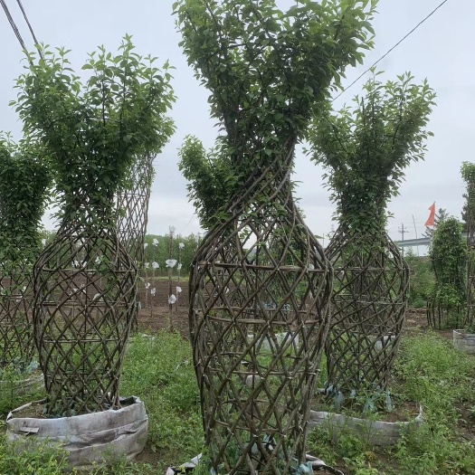 开原市编织篮 紫叶稠李编织花瓶