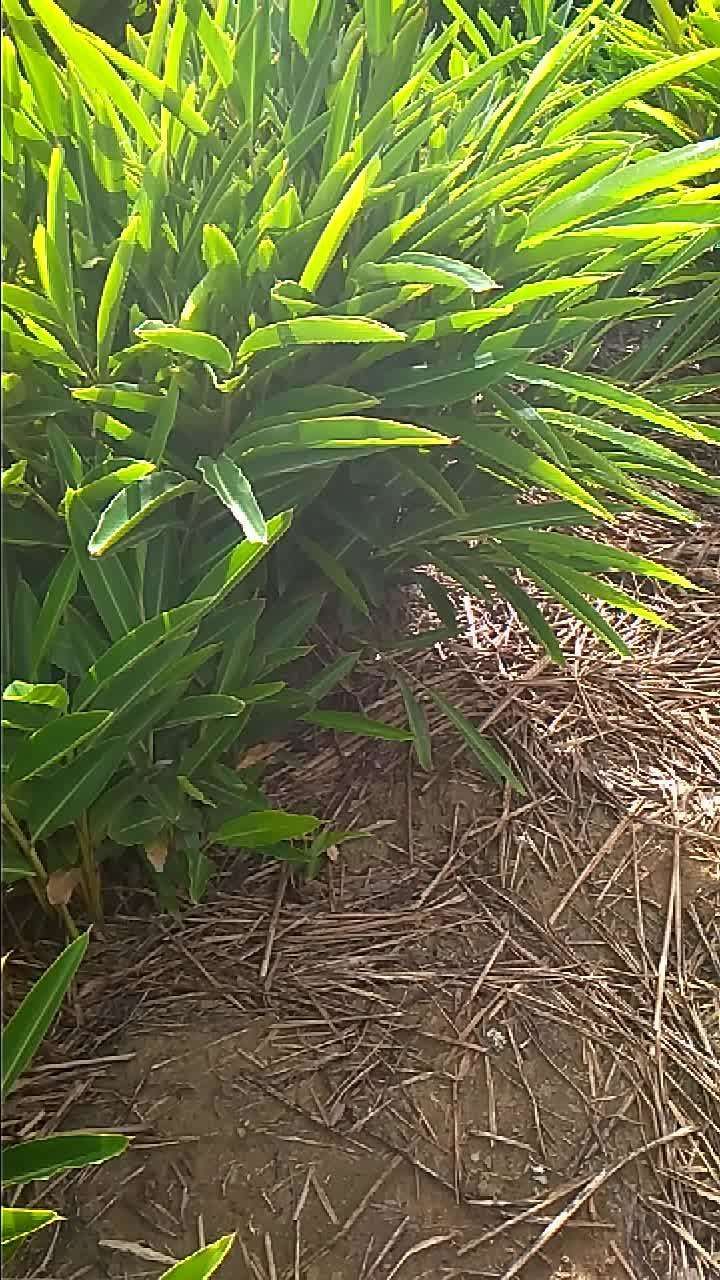 云南砂仁 产地直供
