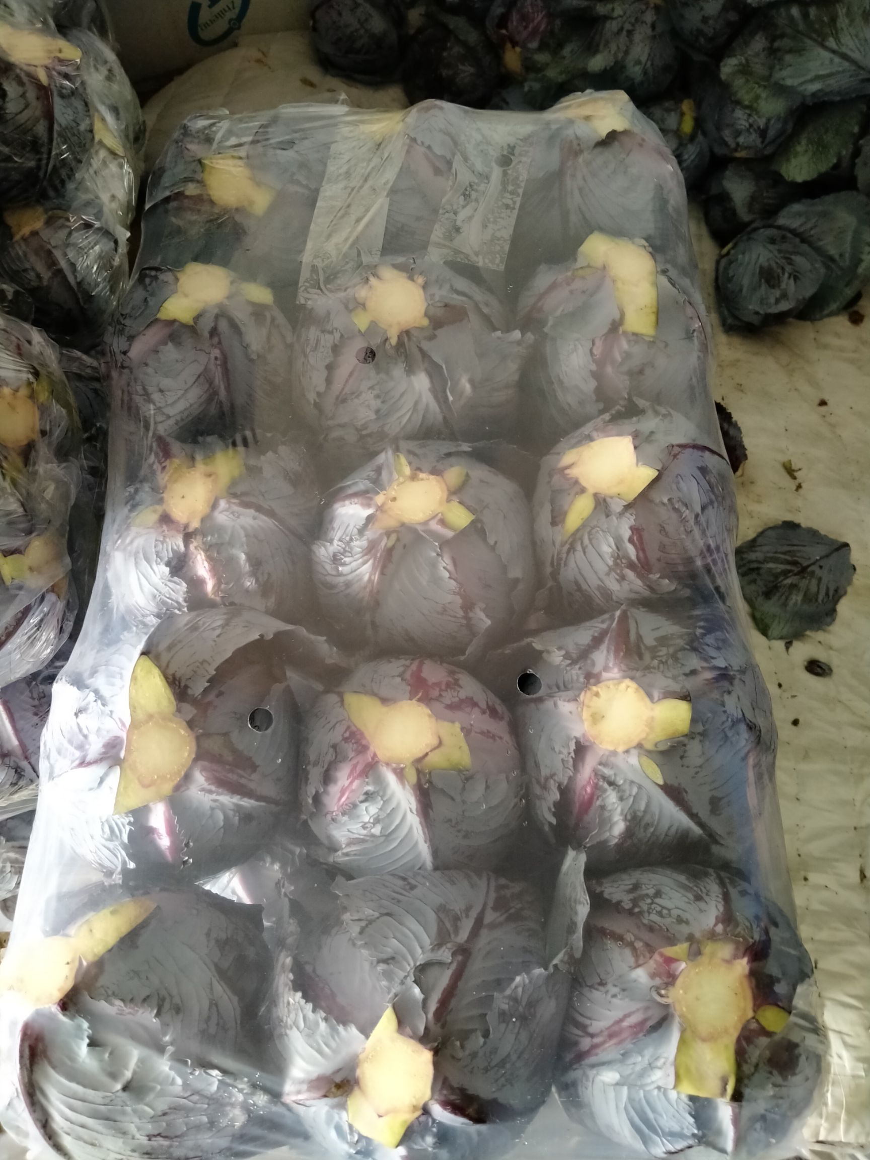 紫包菜 陕西省咸阳市三原县 1.0~1.5斤