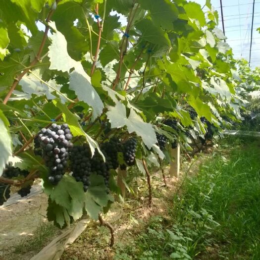 大荔县夏黑葡萄 大棚夏黑
