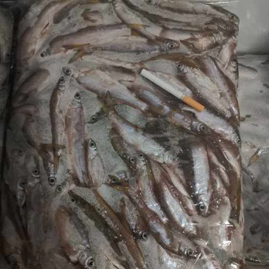 连平县白条鱼 大量供应：新鲜，冻板…蓝刀，黄尾鱼