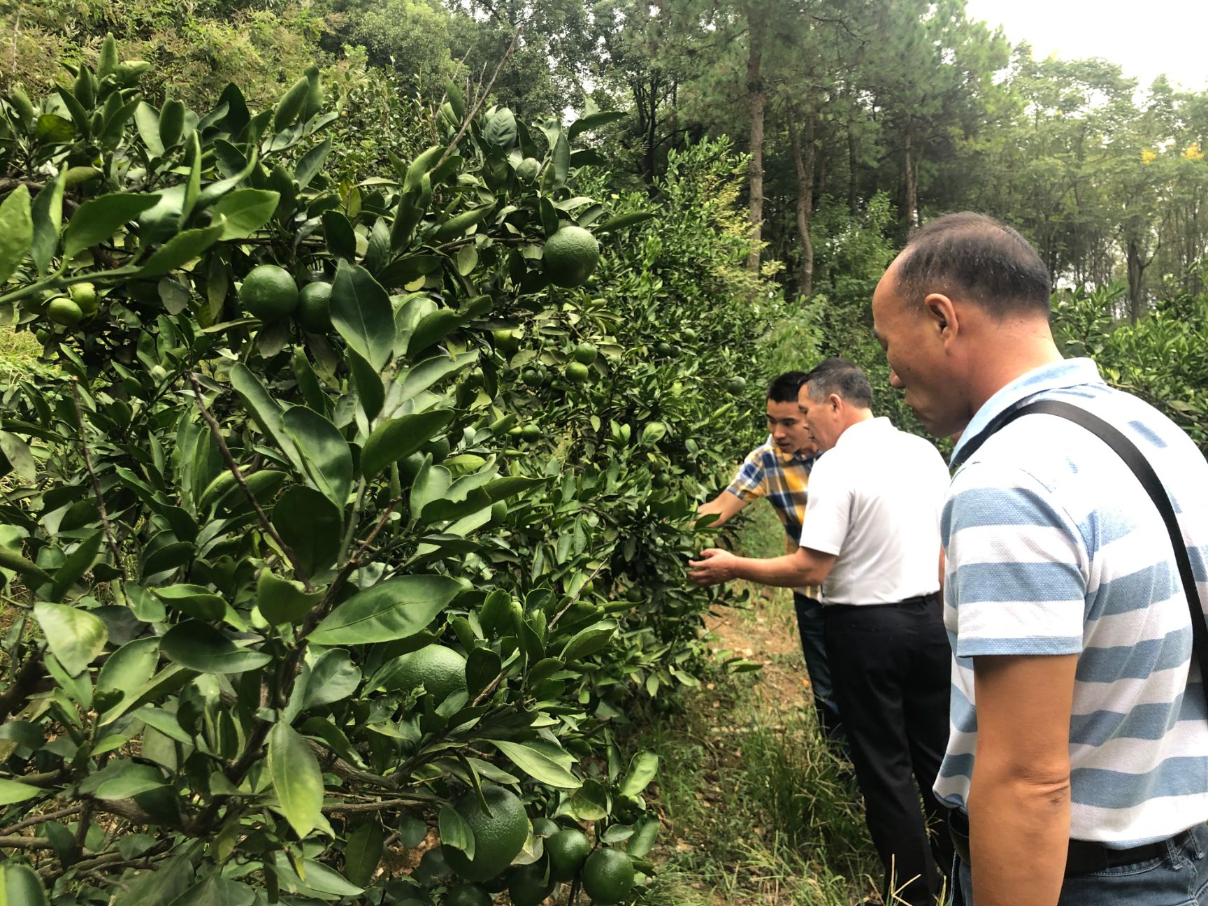 大分四号柑桔苗  大分四号苗1年苗特早柑橘 签订合同 顺丰包邮
