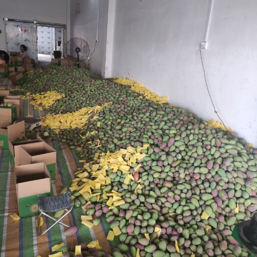 南宁贵妃芒 果园直发，中小果不限量供给