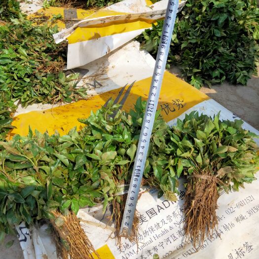 泰安大红袍花椒苗  花椒小苗 花椒芽苗高度10厘米 价格便宜