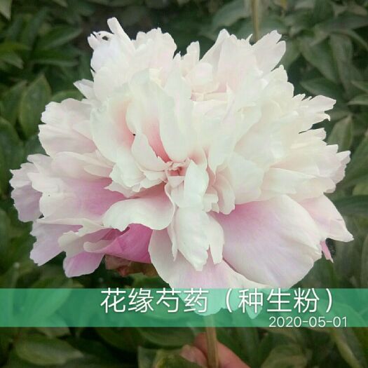 菏泽 观赏芍药：中秋粉，鲜切花品种