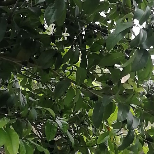  武汉市黄陂区茶园转租，