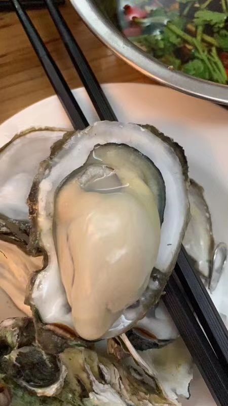 饶平县大连生蚝 海水 1-2两/只 鲜活水产
