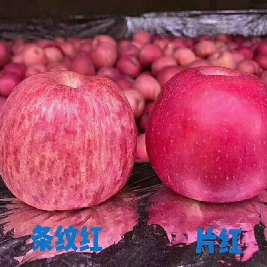 【惠农优惠】高山红富士苹果山东烟台红富士鲜果5斤起一件代发