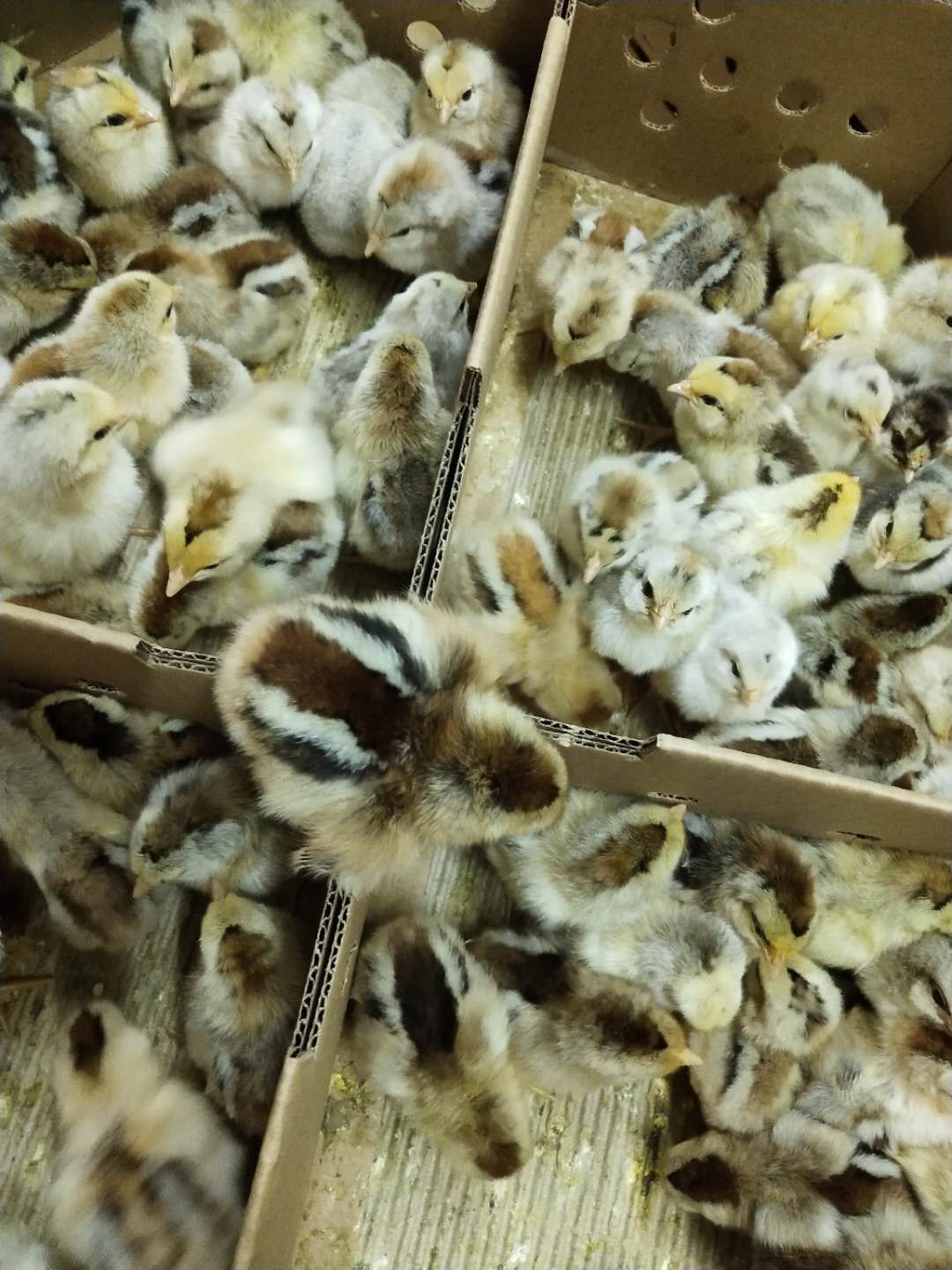  彩凤鸡苗