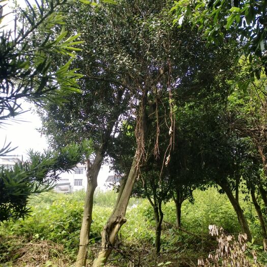 东安县造型枸骨 大型双杆枸骨