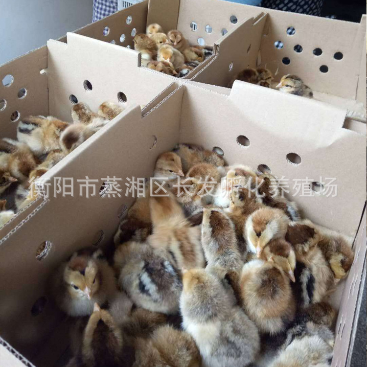 黄麻羽绿壳蛋鸡苗，包做疫苗 技术指导免费服务，
全国包邮，