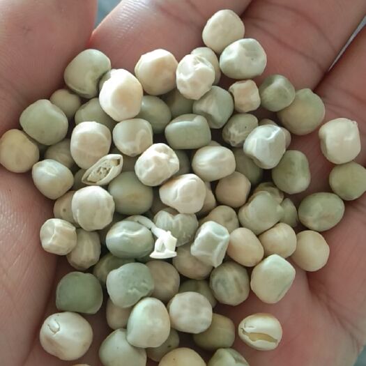 岳阳干蚕豆 干青豆，大约2000斤，要处理，有想法的可以联系我