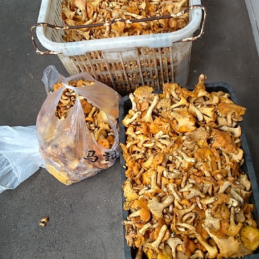 天然黄丝菌，鸡油菌