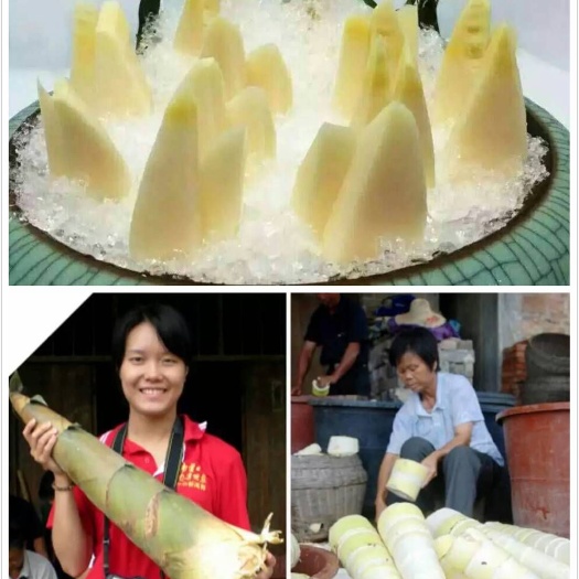 佛山水果笋  水果竹笋苗 马蹄笋苗 绿竹笋苗