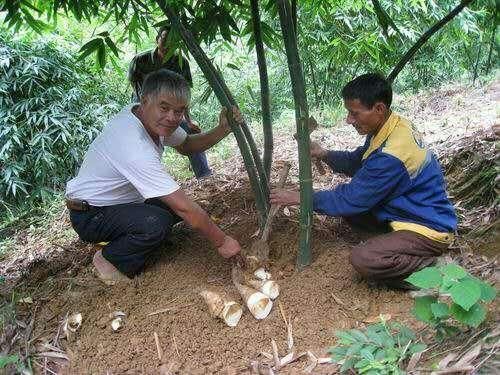 佛山 水果竹笋苗