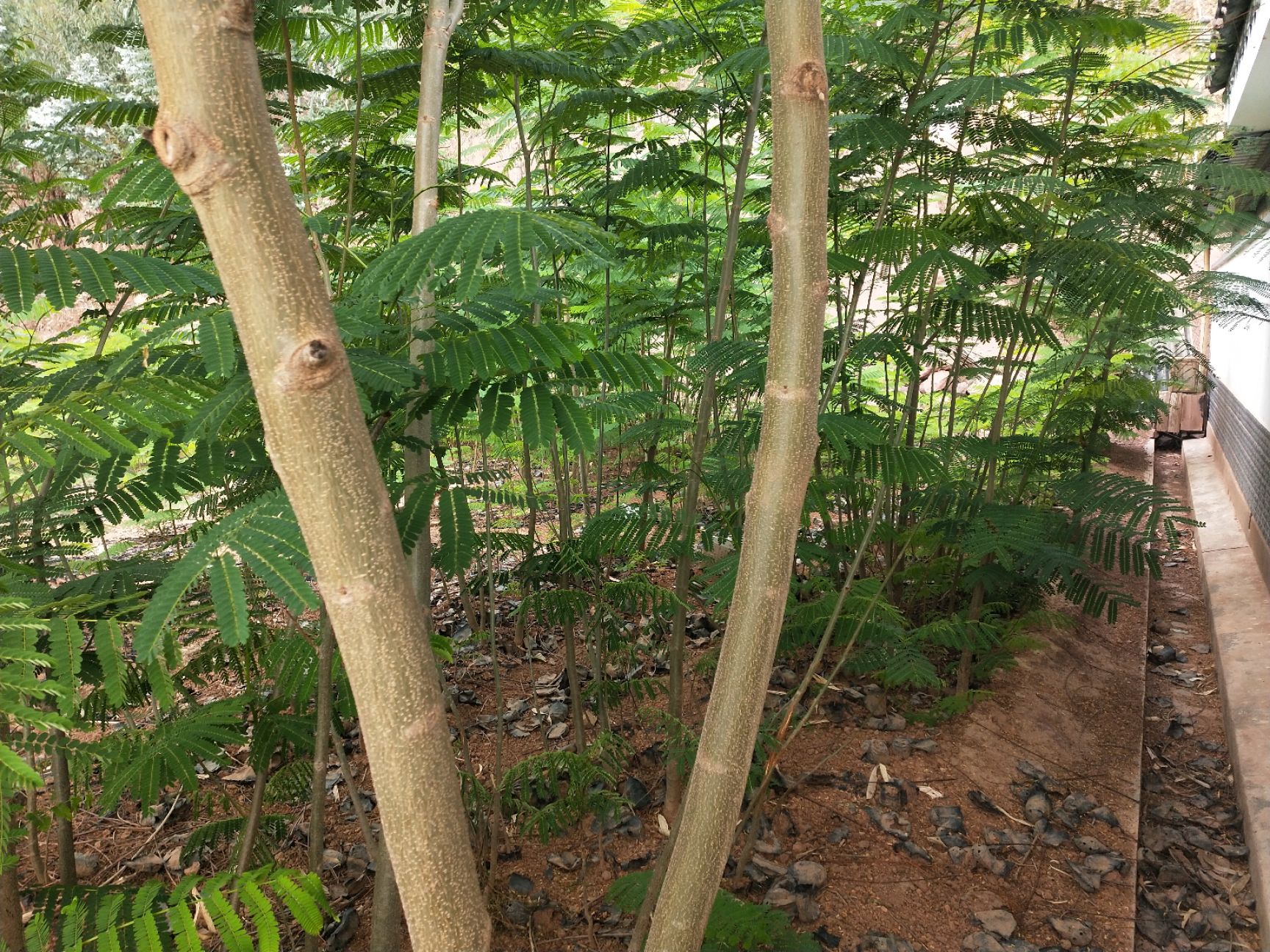 凤凰木 苗木基地，三证一签齐全，质量有保障