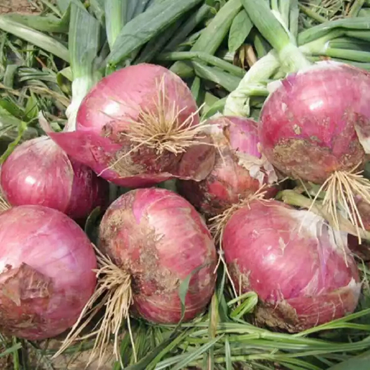 通许县 基地洋葱，价格美丽