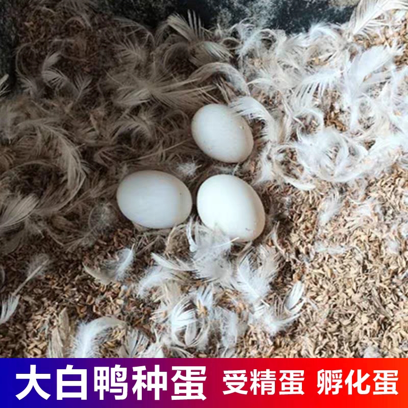  种鸭蛋樱桃谷