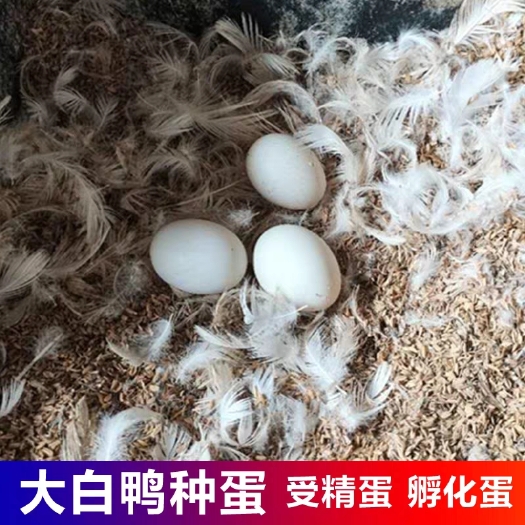 夏邑县 种鸭蛋樱桃谷