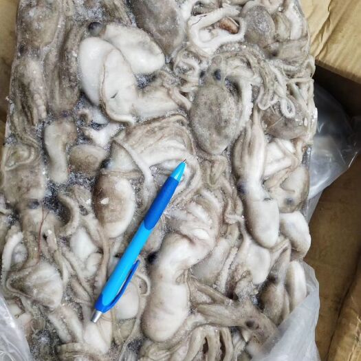 北海八爪鱼 1个月
