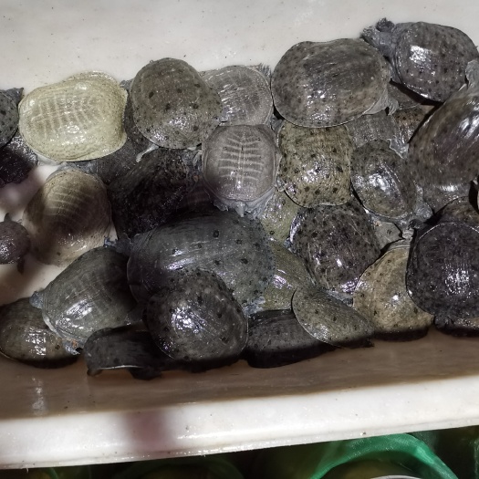 杭州温室甲鱼大量批发，麻辣甲鱼必备