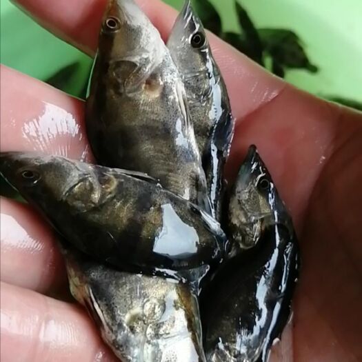 上高县 六七公分桂鱼苗