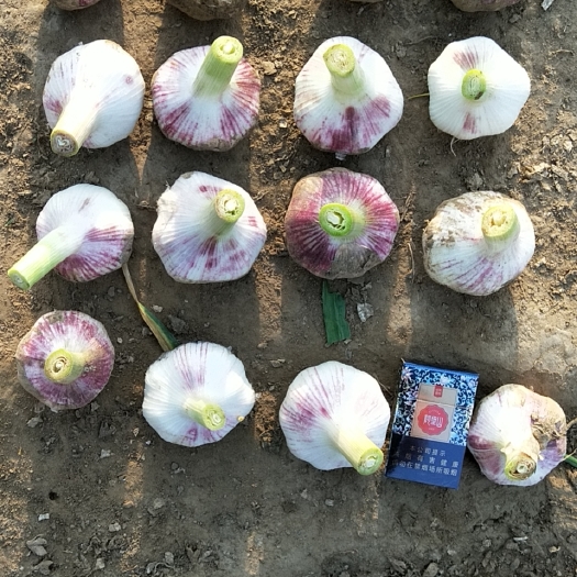长葛市紫皮大蒜 品质优良，个头大，质量保证！