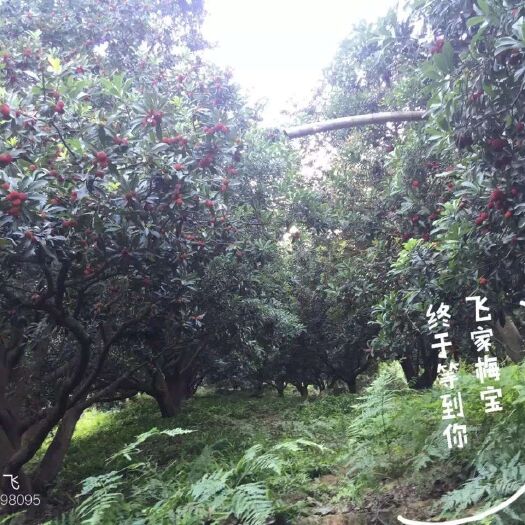 余姚市 余姚杨梅