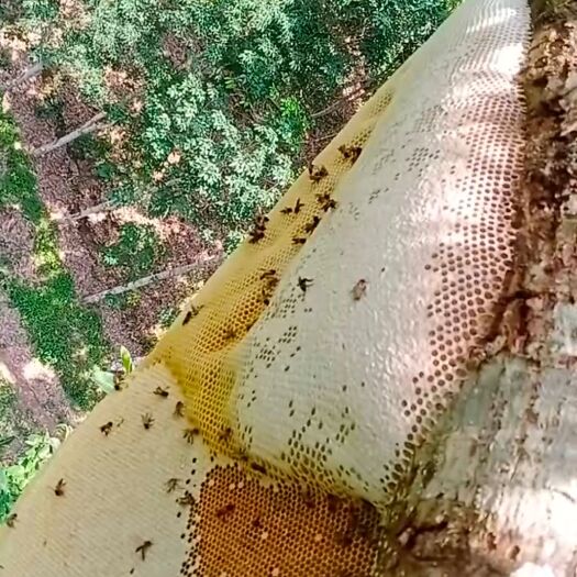 勐腊县 大排蜂蜜质量杠杠的