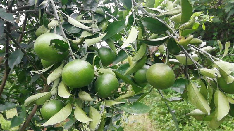 明日见柑橘苗明日见杯苗签订合同纯度品质保障顺丰包邮