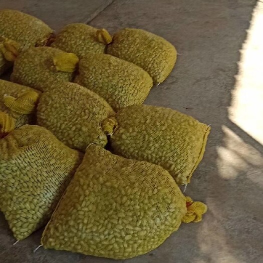 白沙县 约2万株越南红肉菠萝蜜苗9月份可出