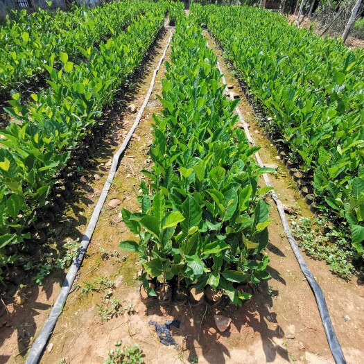 白沙县 9月初有约2万株越南红肉菠萝蜜苗出售，