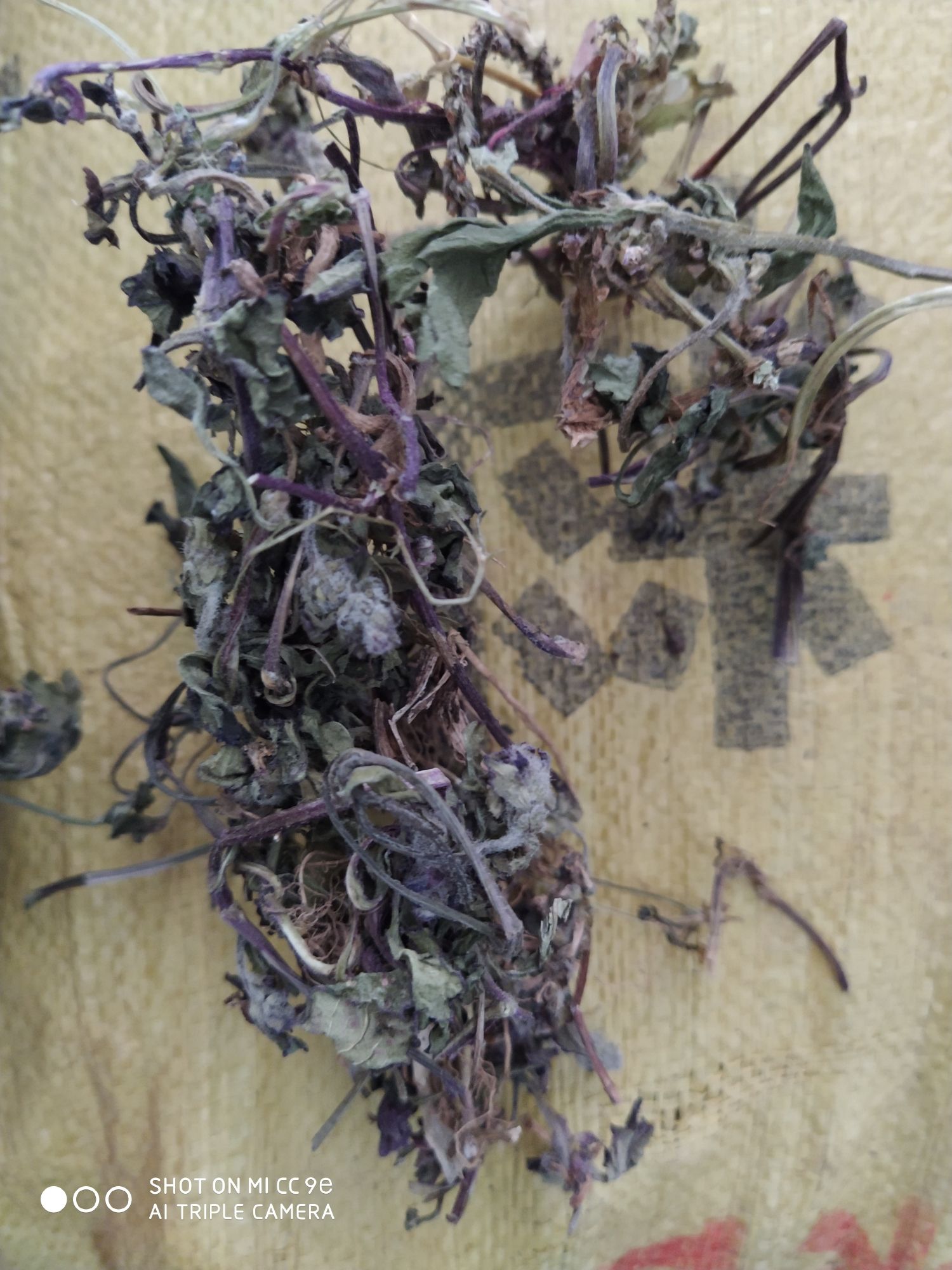 血竭 散血草，不需要多说，懂得人自然懂。