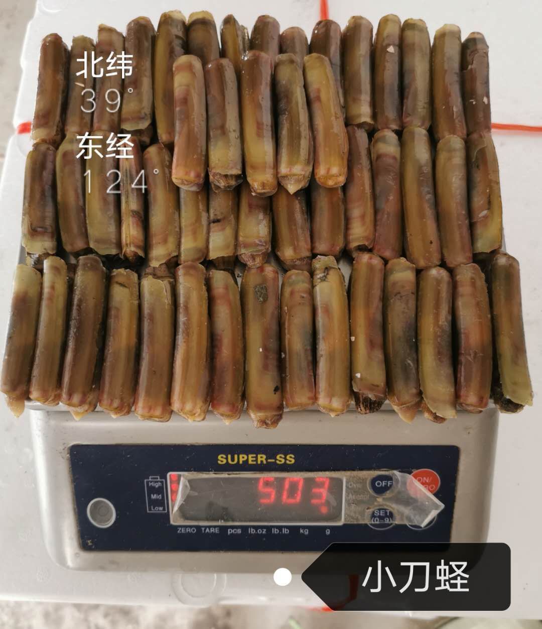  蛏子，竹节蛏，海蛏子